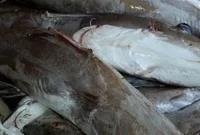 4 Resep Kepala Ikan Manyung, dari Limbah Menjadi Sajian Istimewa