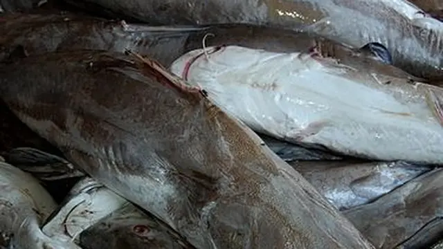 4 Resep Kepala Ikan Manyung, dari Limbah Menjadi Sajian Istimewa
