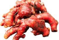 Manfaat Jahe Merah
