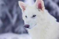 Dire Wolf