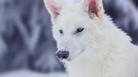 Dire Wolf