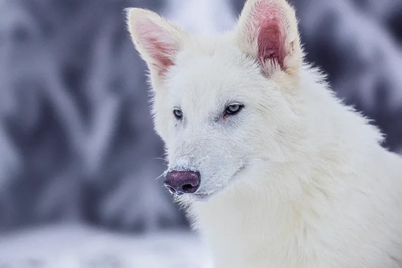 Dire Wolf