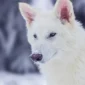 Dire Wolf