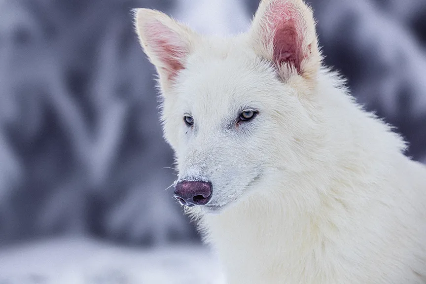 Dire Wolf