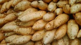 Ubi Cilembu