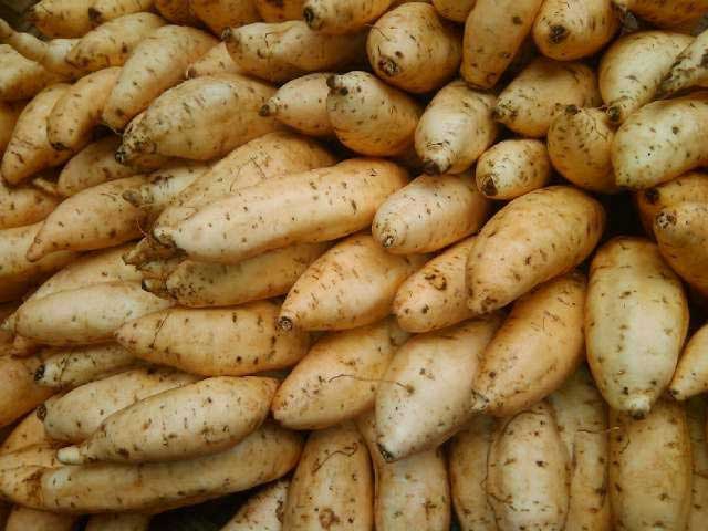 Ubi Cilembu