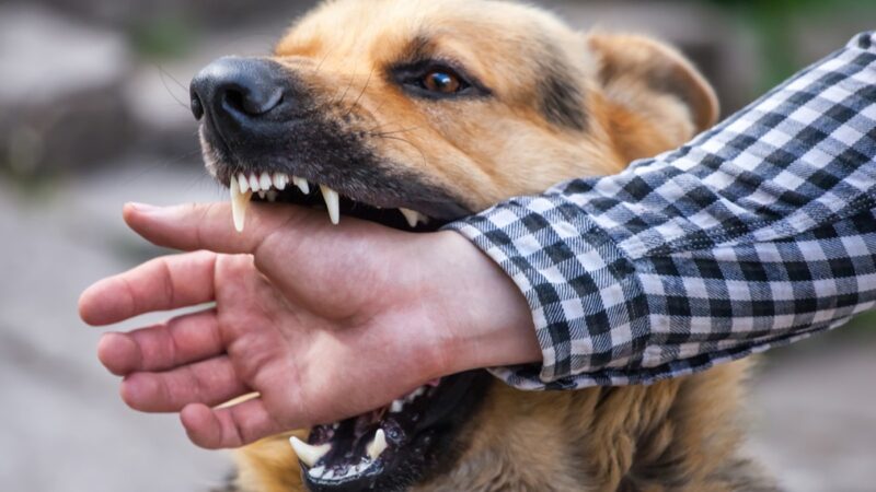 Rabies: Penyakit Mematikan yang Masih Mengintai