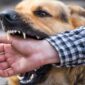 Rabies: Penyakit Mematikan yang Masih Mengintai
