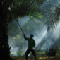 Sampoerna Agro