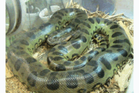 Anaconda 