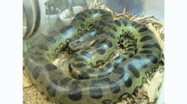 Anaconda 
