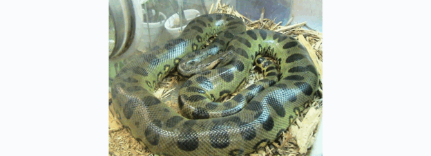 Anaconda Raksasa: Penemuan dan Fakta Menarik