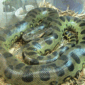 Anaconda 