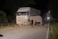 Anak Gajah