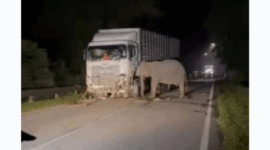 Anak Gajah