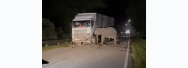 Tragis di Perak: Anak Gajah Tewas Tertabrak Truk, Warganet Respons Video Viral dengan Keprihatinan