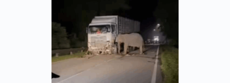 Anak Gajah