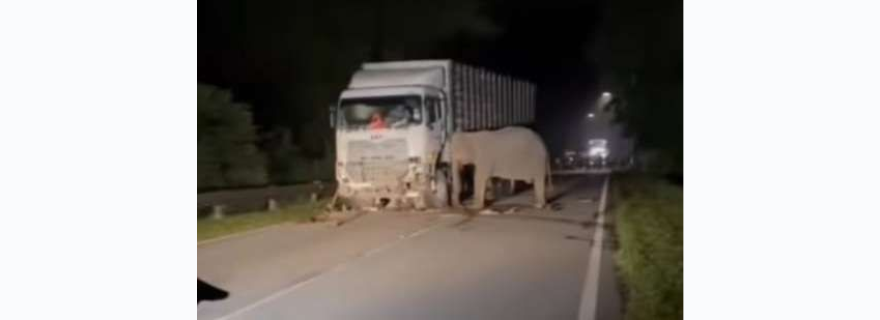 Anak Gajah