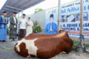 Iduladha di Pacitan, Ibas dan Aliya Yudhoyono Serahkan Hewan Kurban untuk Warga